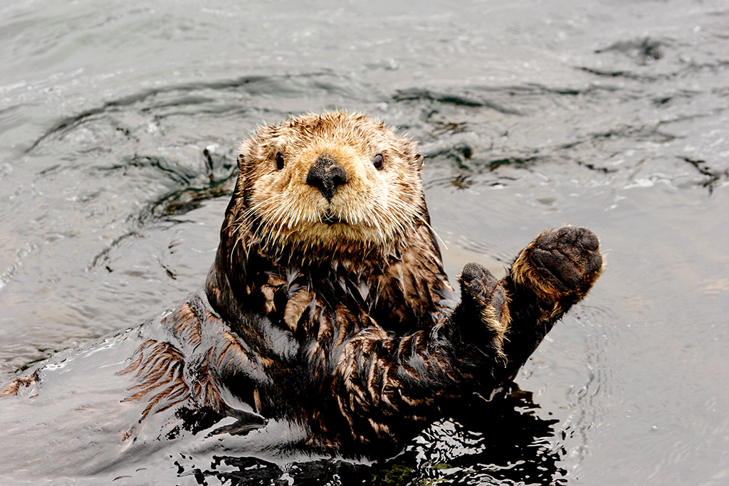 The Commander Islands Nature and Biosphere Reserve Counts Red Data Book Sea Lions, Harbor Seals and Sea Otters